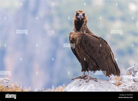 Color Banded Diode എന്നതിനുള്ള ഇമേജ് ഫലം