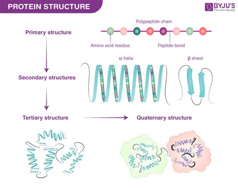 Afbeeldingsresultaten voor Protein Structure Function