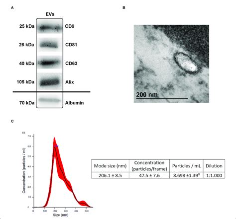 EVS Sudy に対する画像結果