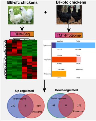 Résultat d’images pour Chicken Transcriptome