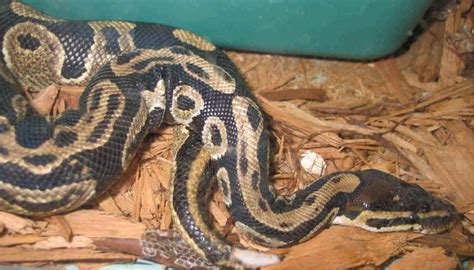 Toradh íomhá ar Big Ball Python Tree