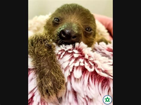 Image result for Sloth Turtle Back Zoo