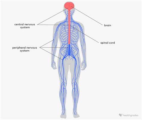 Image result for Peripheral Nerve Development