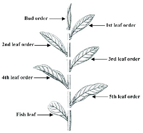 Image result for Floral Diagram for Tea