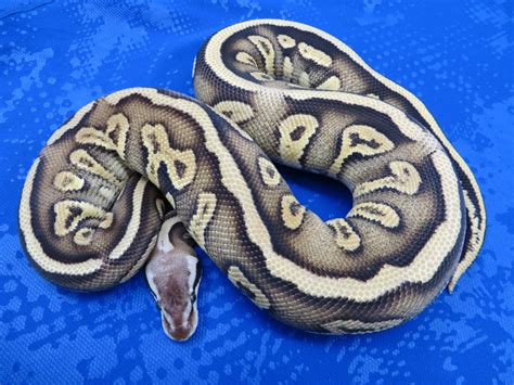 Image result for Specter Ball Python for Sale