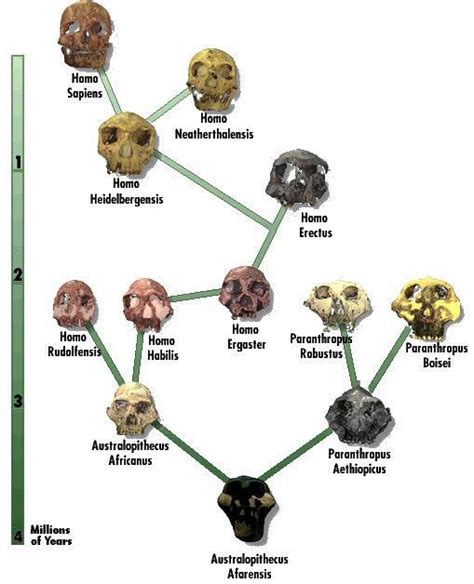 Image result for Evolutionary Tree of Humans