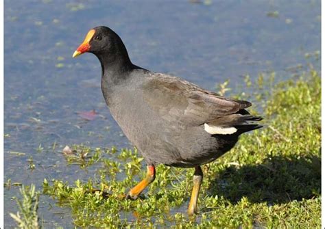 Image result for Scrub Python Australia Forest