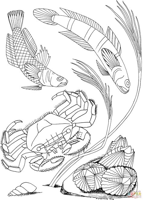 Image result for Shellfish Color Page