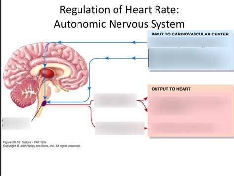 Image result for Autonomic Modulation Heart