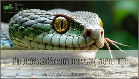 Python Head Pit Membrane に対する画像結果