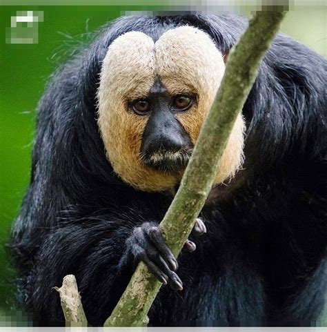 Image result for New Monkey