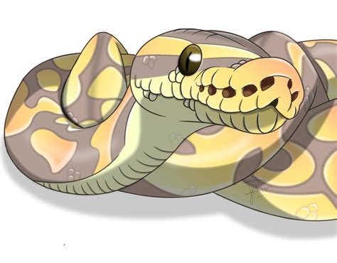 Snake Drawing Ball Python に対する画像結果