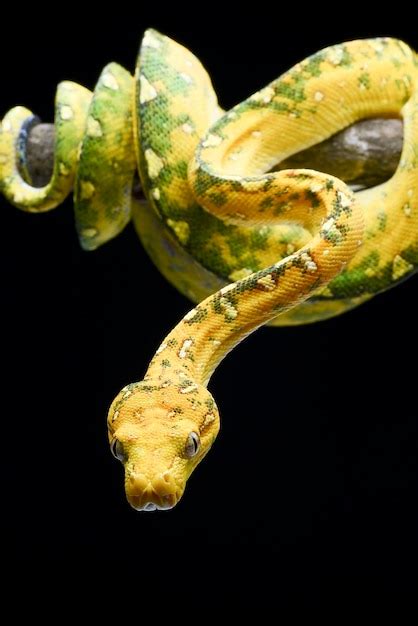 Image result for Green Tree Python White Background