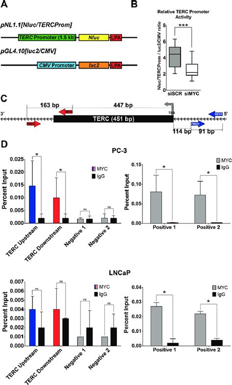 Terc Gene Coding Region-साठीचा प्रतिमा निकाल
