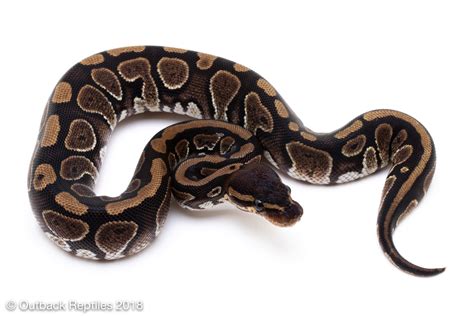 Image result for Bamboo Stranger Ball Python