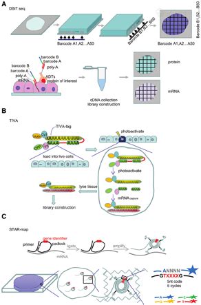 Image result for Spatially Resolved Transcriptomics