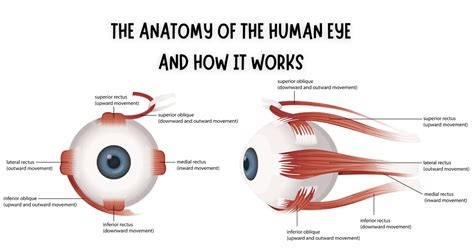Human Eye Vision に対する画像結果