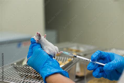 Vet Tech with Lab Mouse に対する画像結果