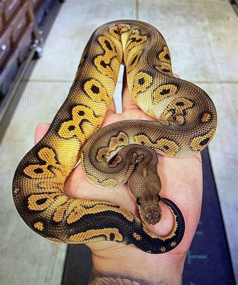 Image result for Cute Looking Python