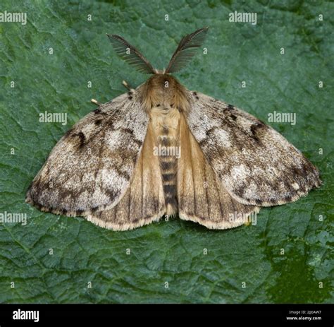 Gypsy Moth in Canada に対する画像結果