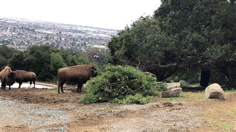 Image result for Bison Enrichment Ball