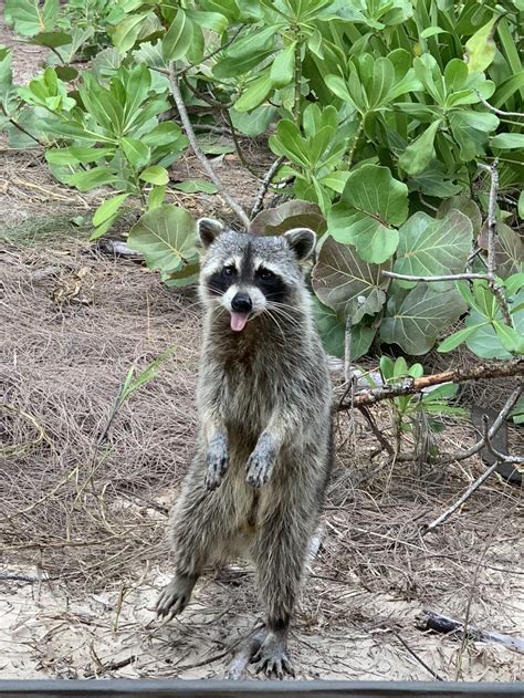 Image result for Raccoon Scats Identification Chart