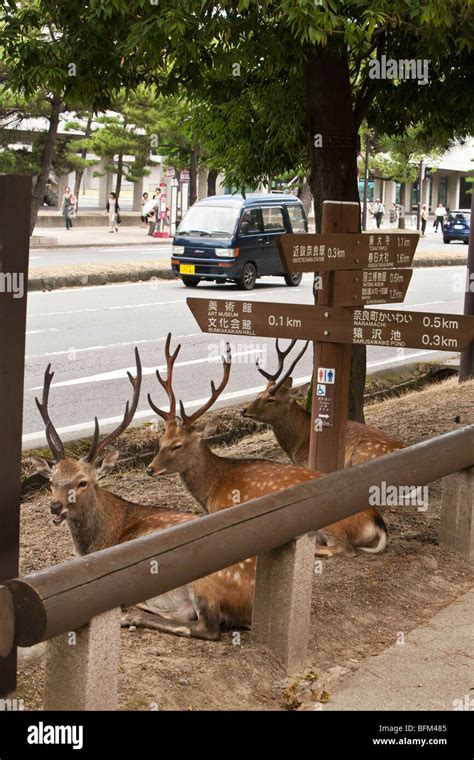 Image result for Nara Japan Deer Map