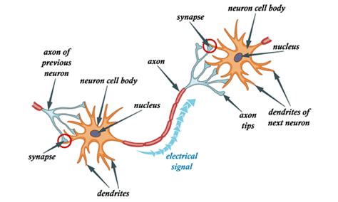 Image result for Deep Learning Neurons Example