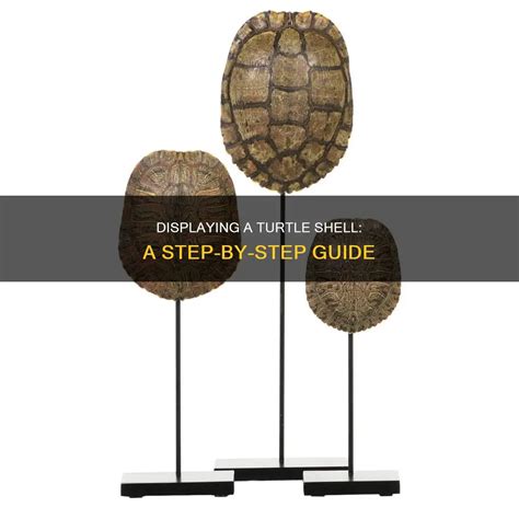 Image result for Turtle Shell Display