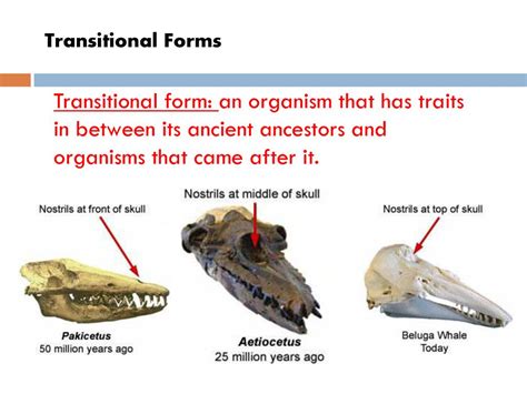 Image result for Transitional Forms Images