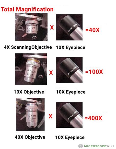 Image result for Different Lens On a Microscope Labeled