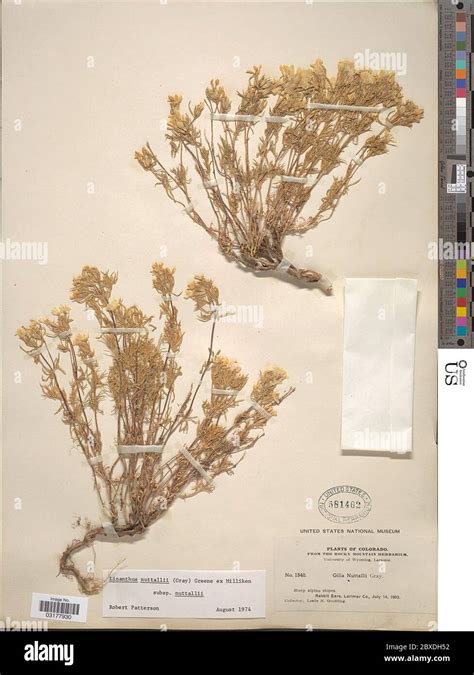 Image result for Lytta Nuttallii