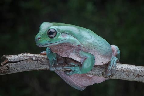 Afbeeldingsresultaten voor White Tree Frog Colors