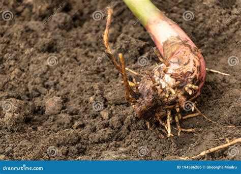Image result for Banana Tree Root System
