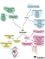 Image result for Concept Map of Chapter Life Processes