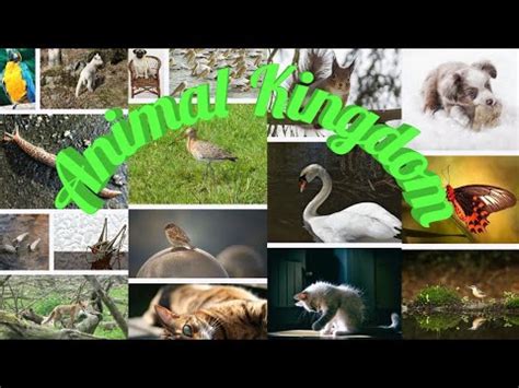 Image result for 9th Science Animal Kingdom Answer In Guide