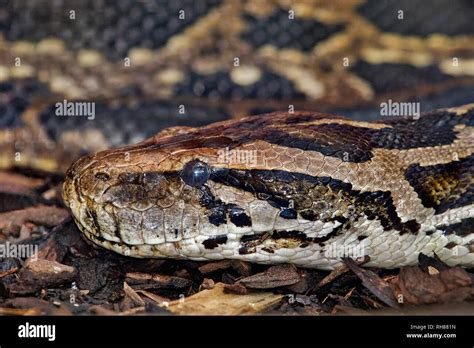 Toradh íomhá ar Python Molurus