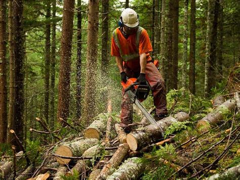 Image result for Interview of a Logging Worker