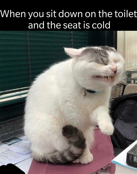 Python Meme Toilets に対する画像結果