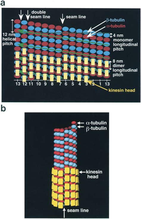 Image result for Microtubule Seam