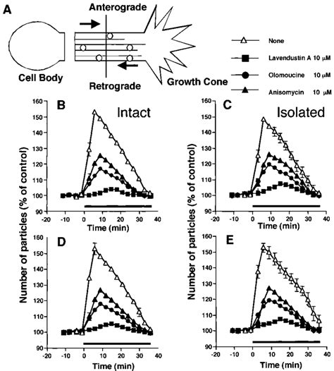 Image result for Axonal Transport in Nervous System