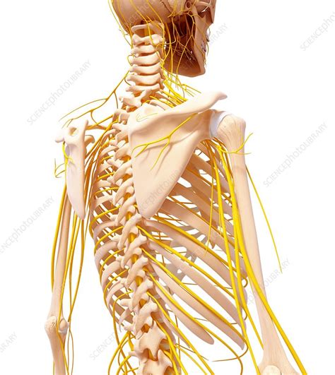 Image result for Spine and Nervous System