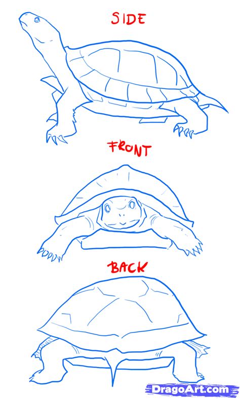 Toradh íomhá ar Turtle Drawing Top View