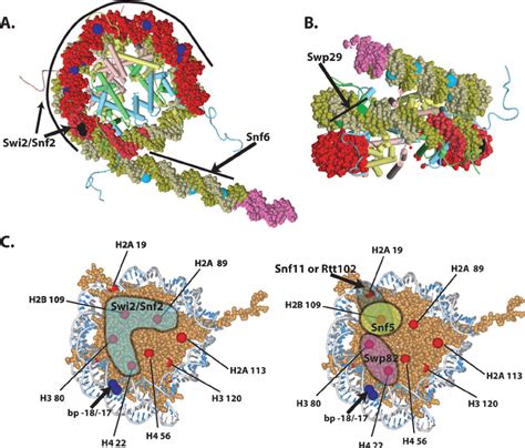 Image result for Histone Octamer Crystal Structure