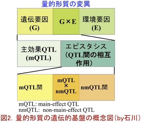 Graphical Method Qtm に対する画像結果