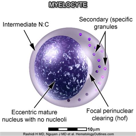 Myelocyte Microscope に対する画像結果