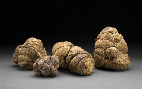 Afbeeldingsresultaten voor Sloth Dung