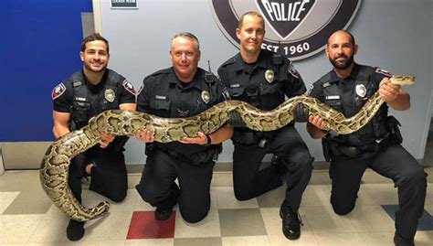 Image result for Python Patrol in Florida
