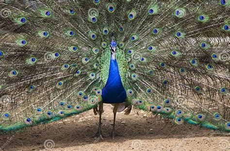 Image result for Peacock Stick Drawing