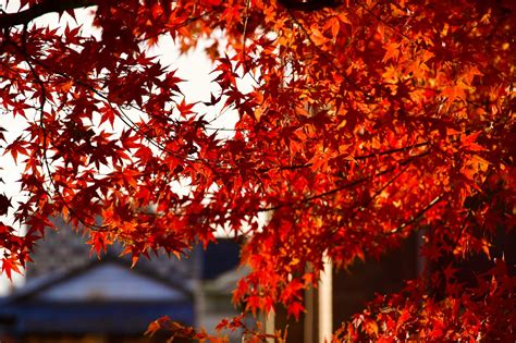 iOS vs Android Design Patterns に対する画像結果